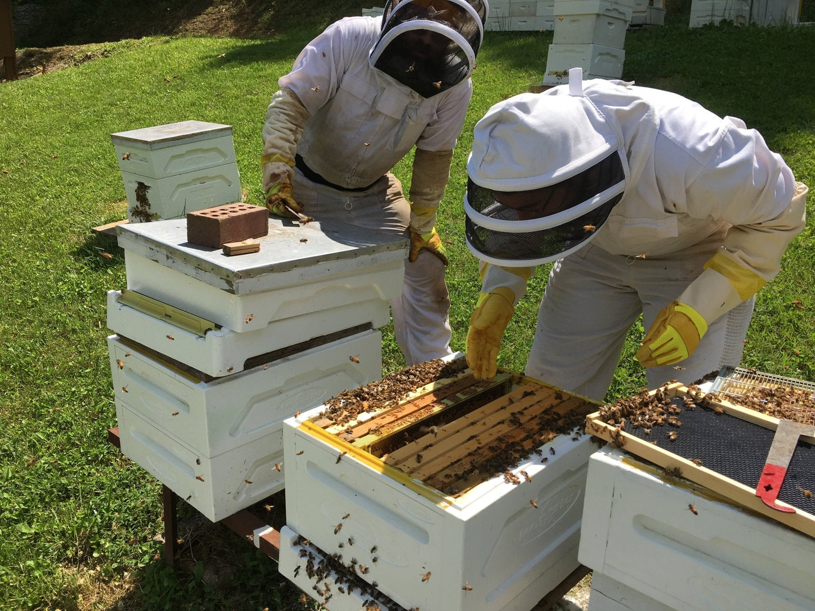 2019 Holy Cross Farm Update - Holy Cross Monastery