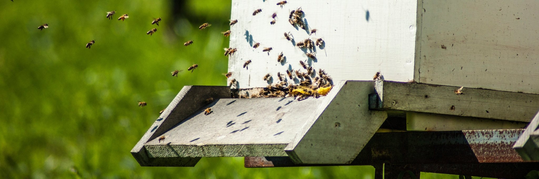 Honey & Bees - Holy Cross Monastery