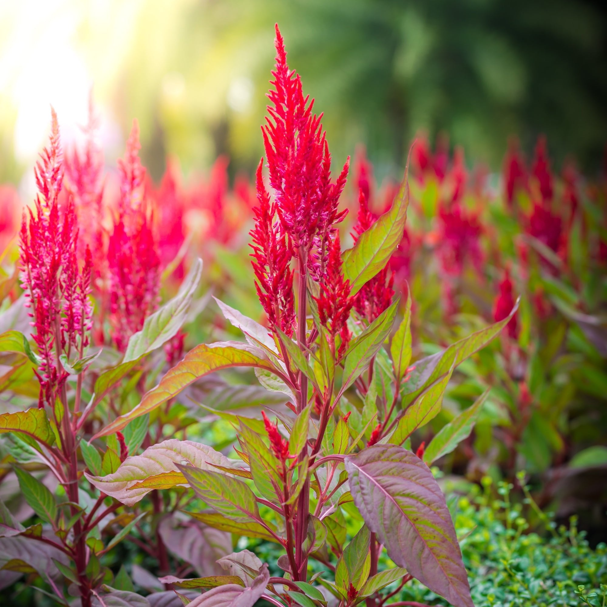 Amaranth Incense - Holy Cross Monastery