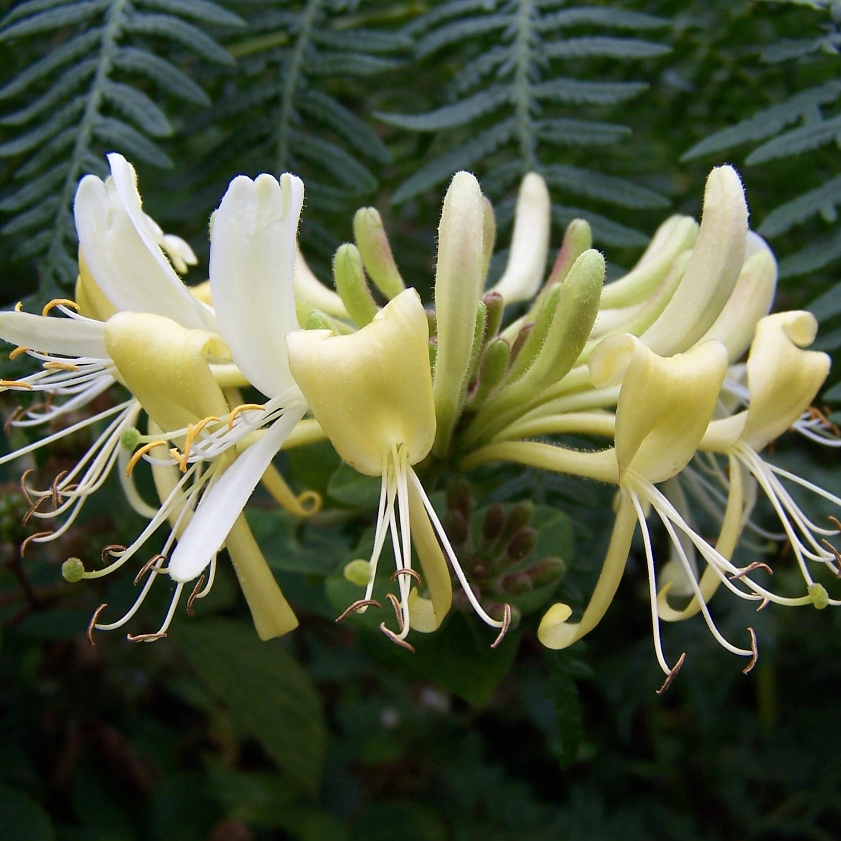 Honeysuckle Incense - Holy Cross Monastery