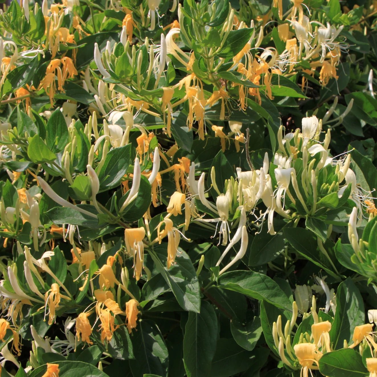 Honeysuckle Incense - Holy Cross Monastery