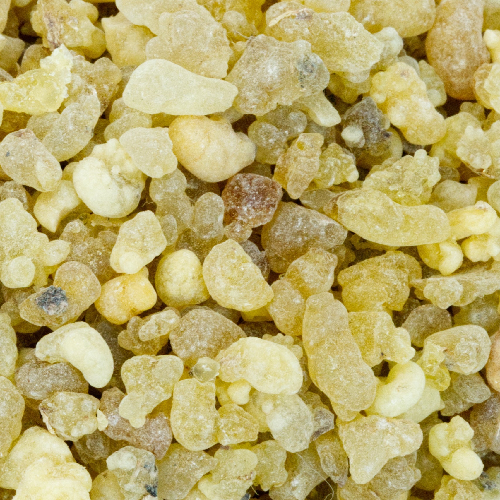 Ethiopian Frankincense - First Choice (Boswellia Papyrifera) - Holy Cross Monastery
