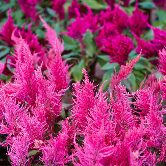 Amaranth Incense - Holy Cross Monastery