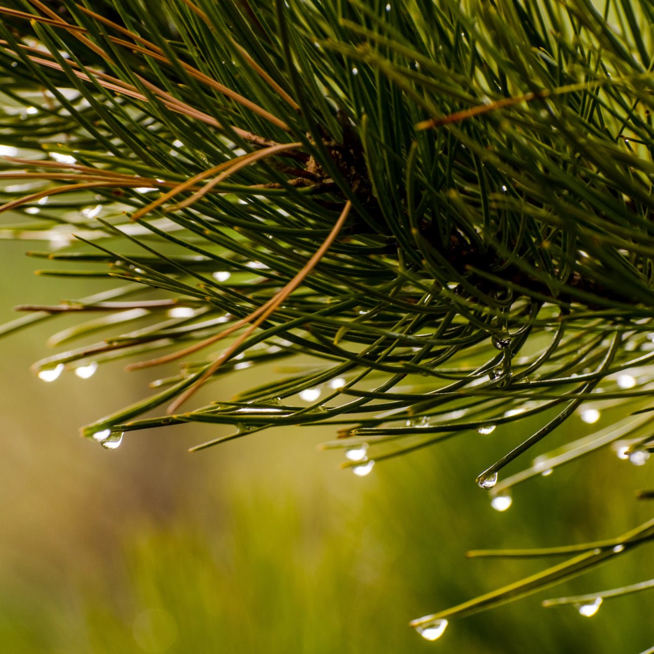 Evergreen & Embers Incense - Holy Cross Monastery