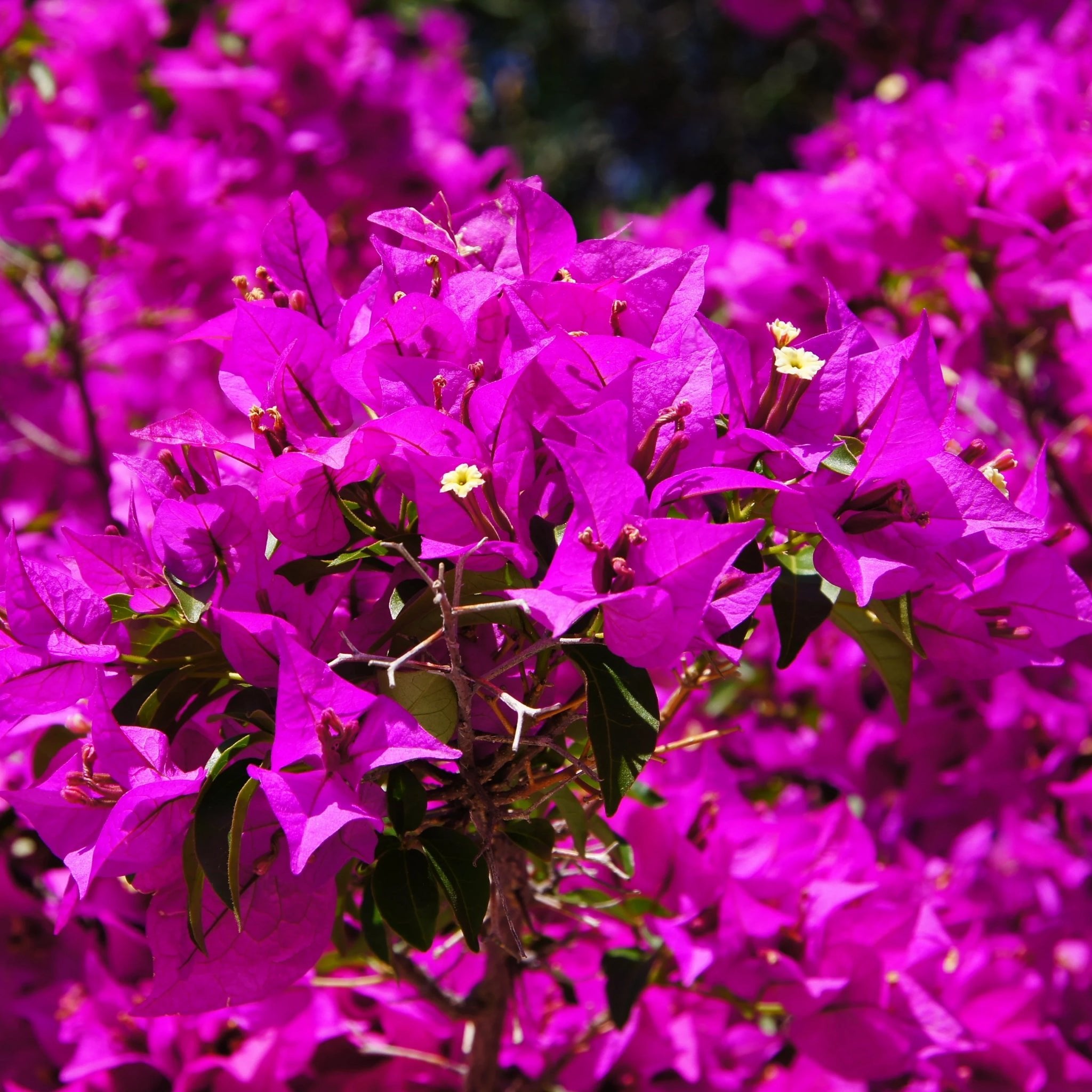 Flowers of Cyprus Incense - Holy Cross Monastery