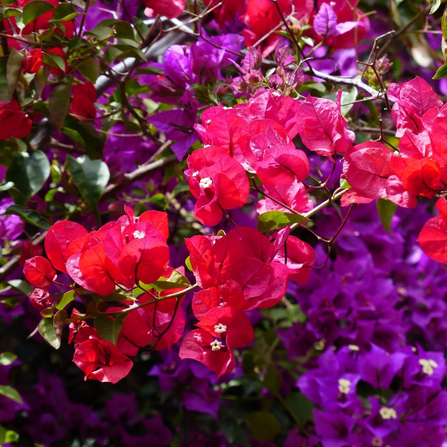 Flowers of Cyprus Incense - Holy Cross Monastery