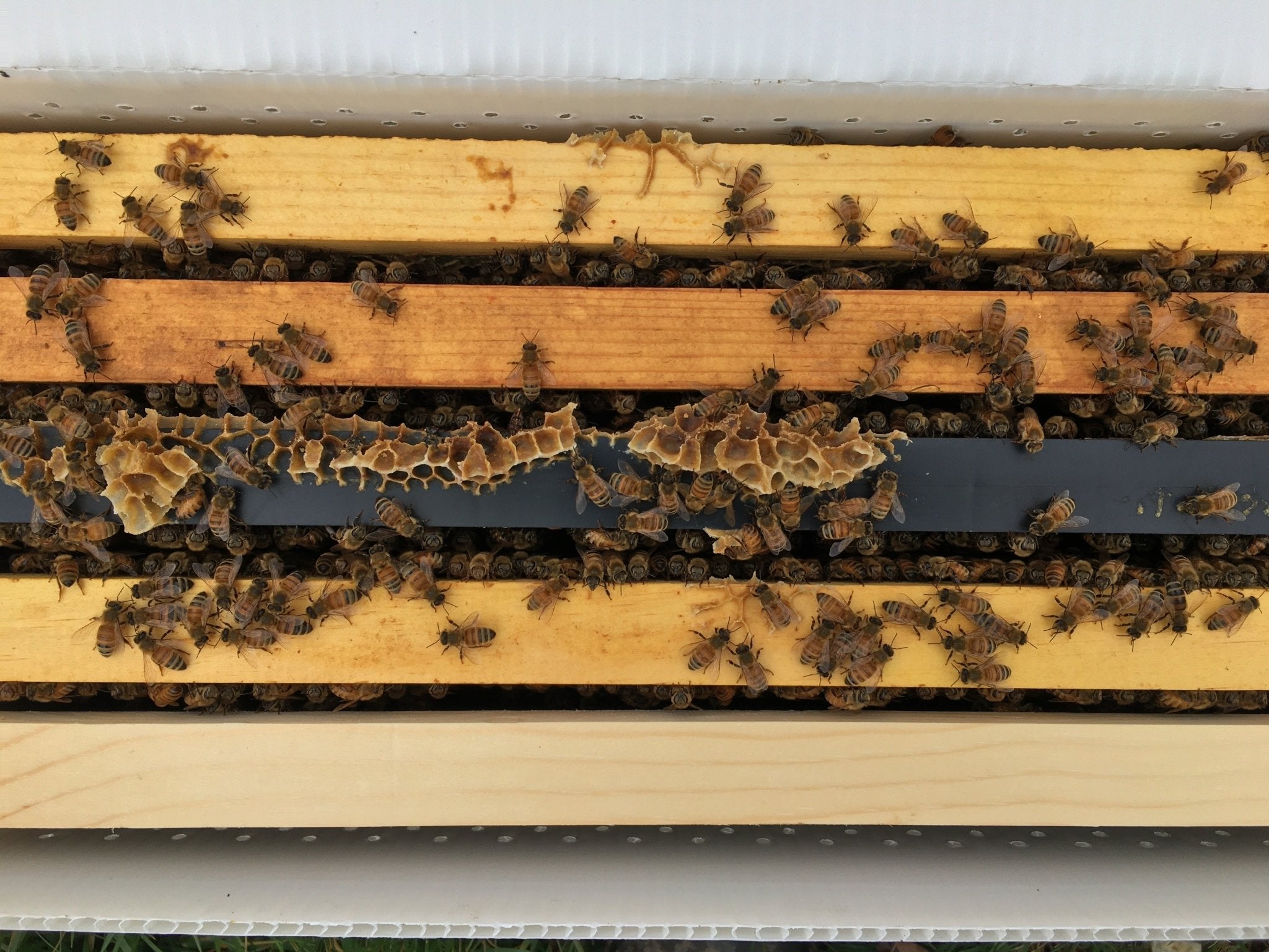 Honey Bee Nuc - Holy Cross Monastery