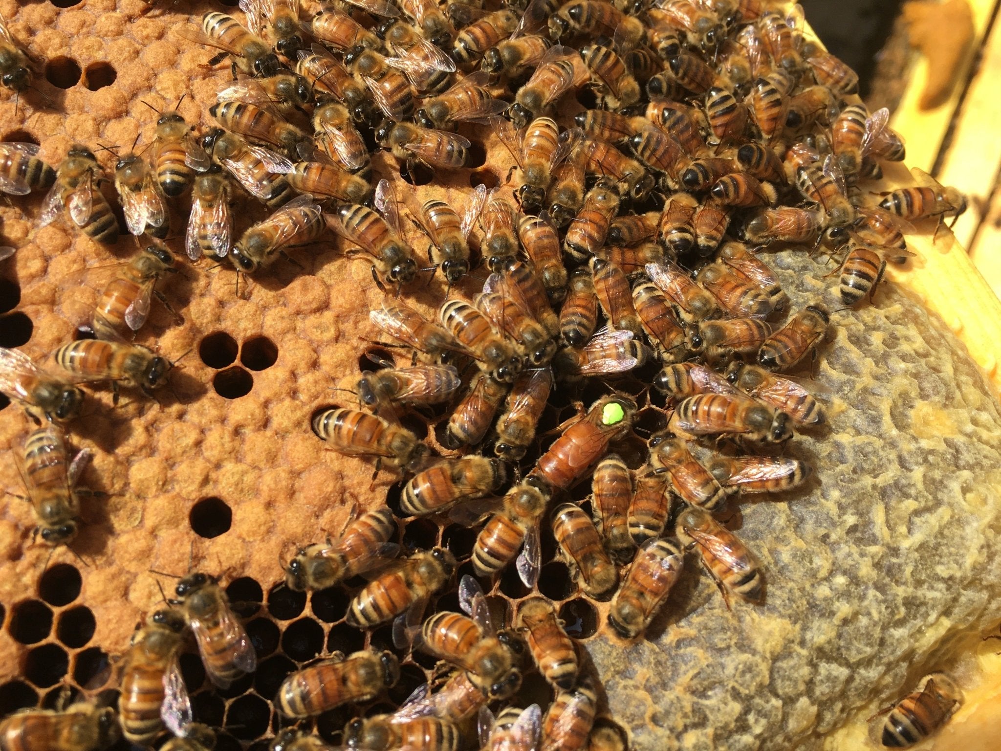 Honey Bee Nuc - Holy Cross Monastery