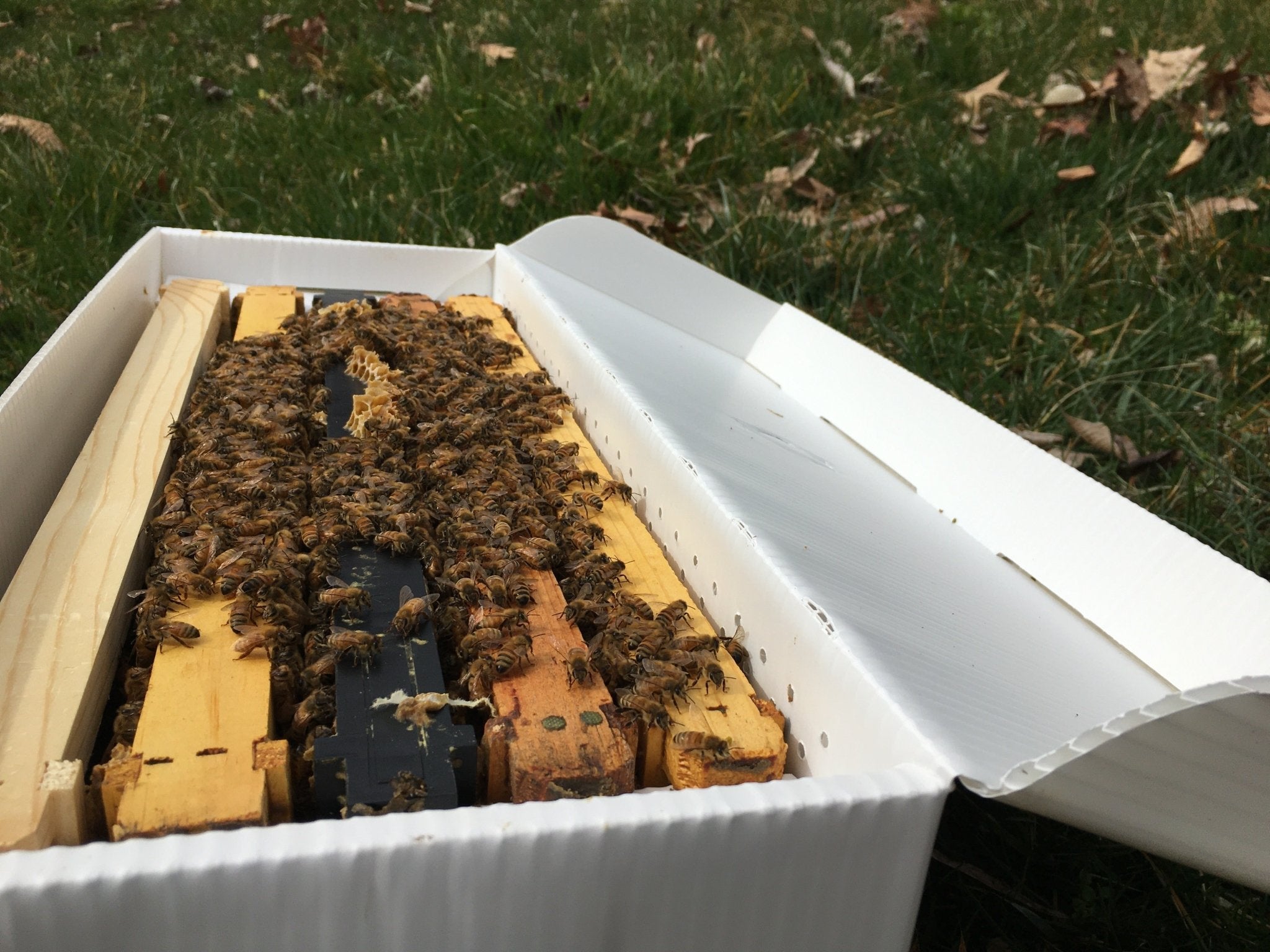 Honey Bee Nuc - Holy Cross Monastery