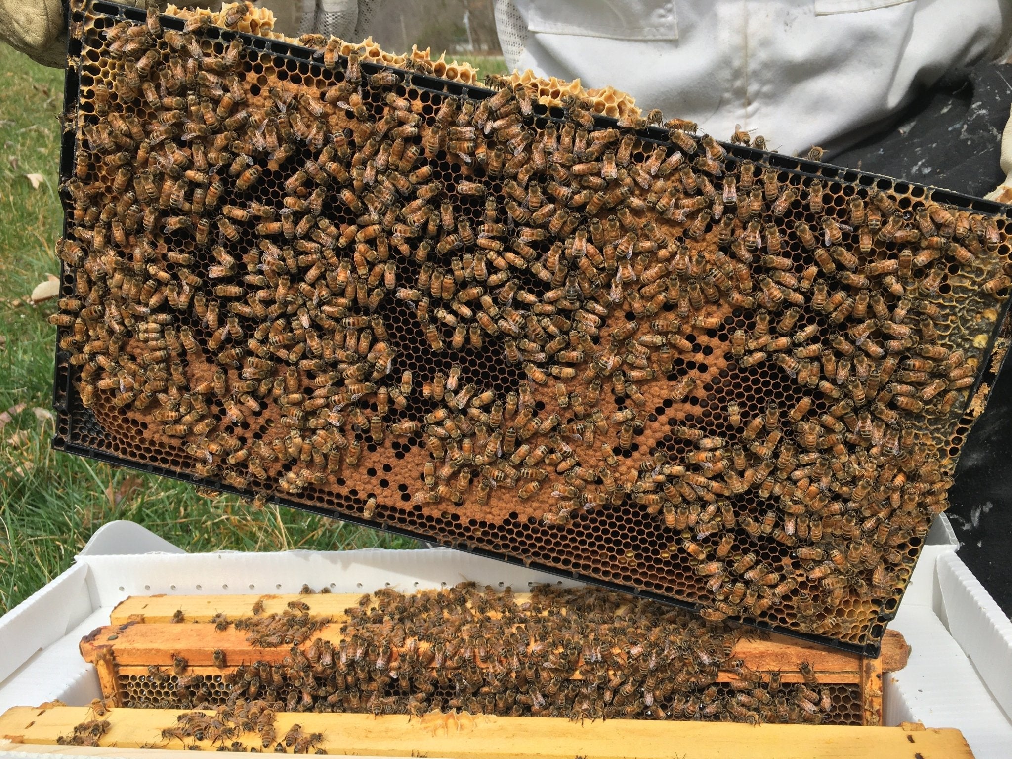 Honey Bee Nuc - Holy Cross Monastery