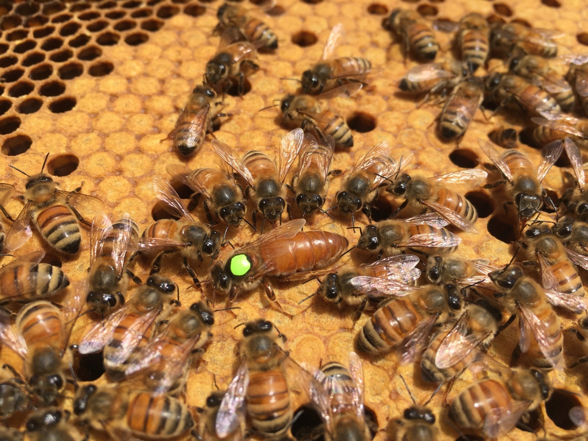 Honey Bee Nuc - Holy Cross Monastery