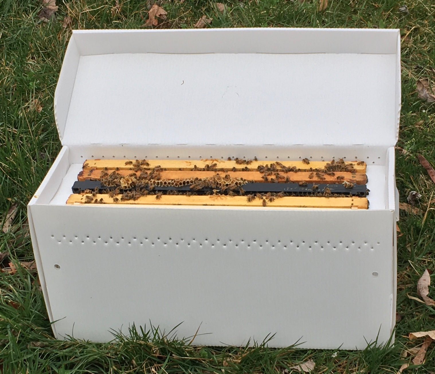 Honey Bee Nuc - Holy Cross Monastery
