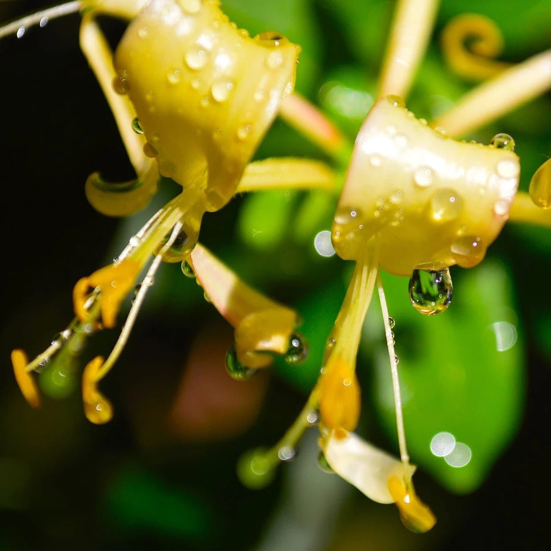 Honeysuckle Anointing Oil - Holy Cross Monastery
