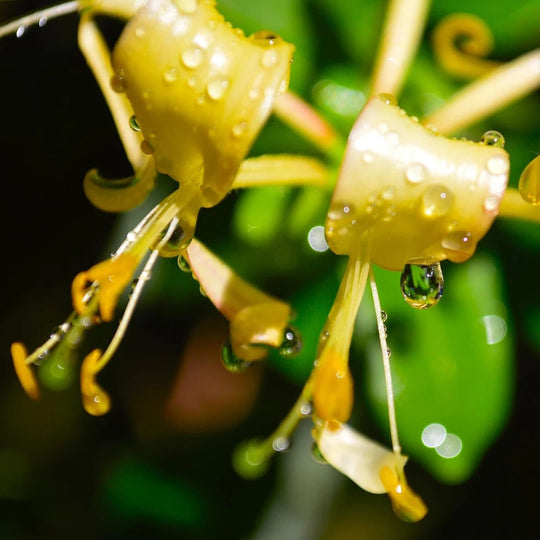 Honeysuckle Anointing Oil - Holy Cross Monastery