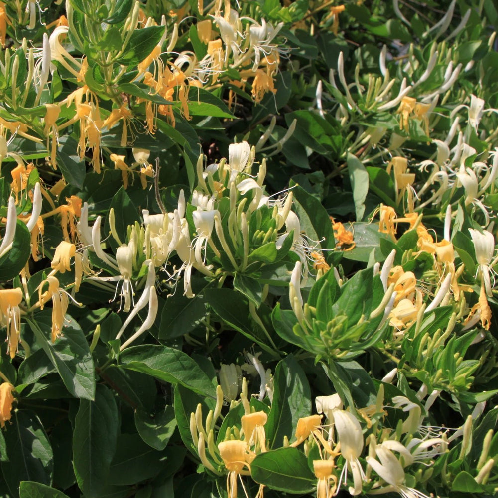 Honeysuckle Anointing Oil - Holy Cross Monastery