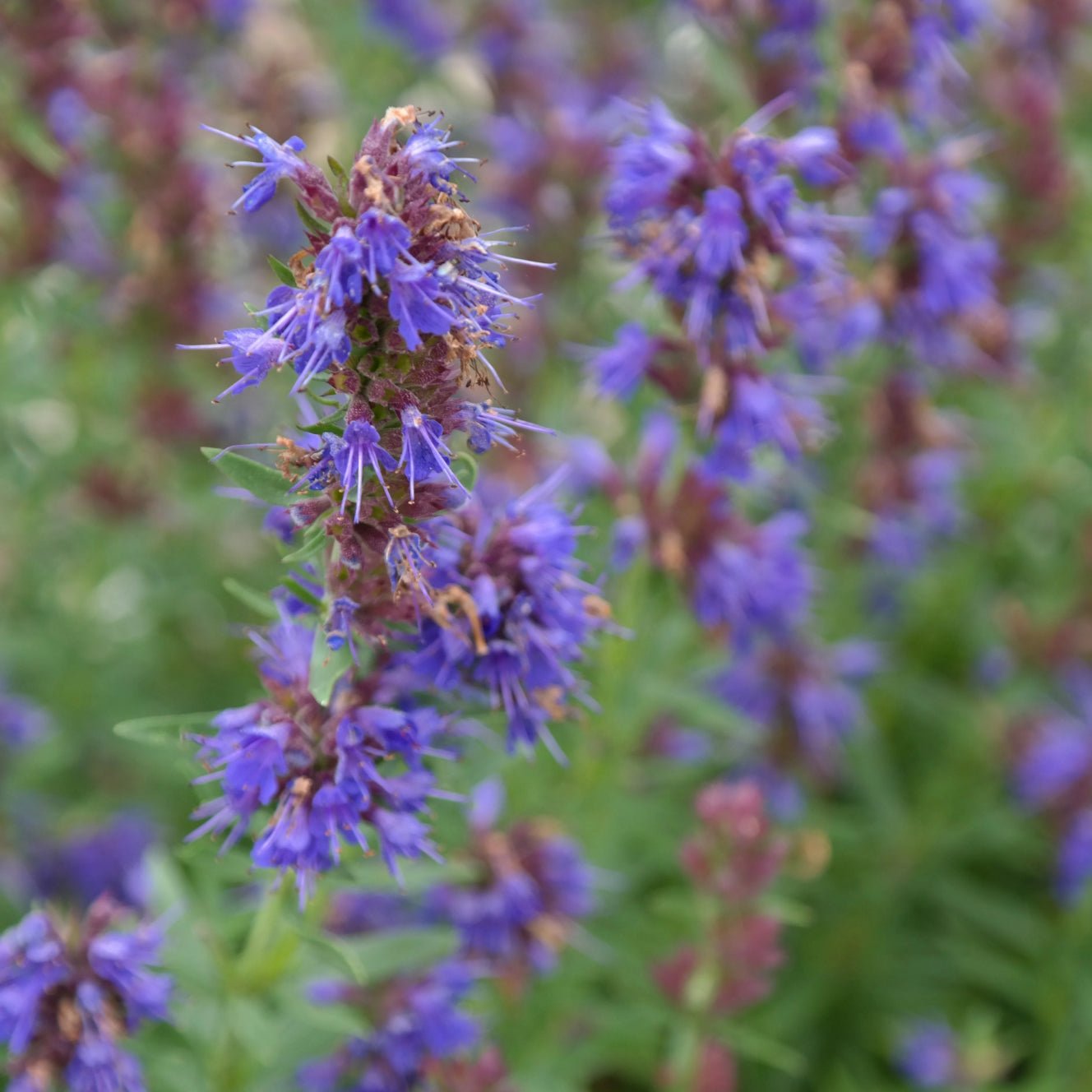 Hyssop Incense - Holy Cross Monastery