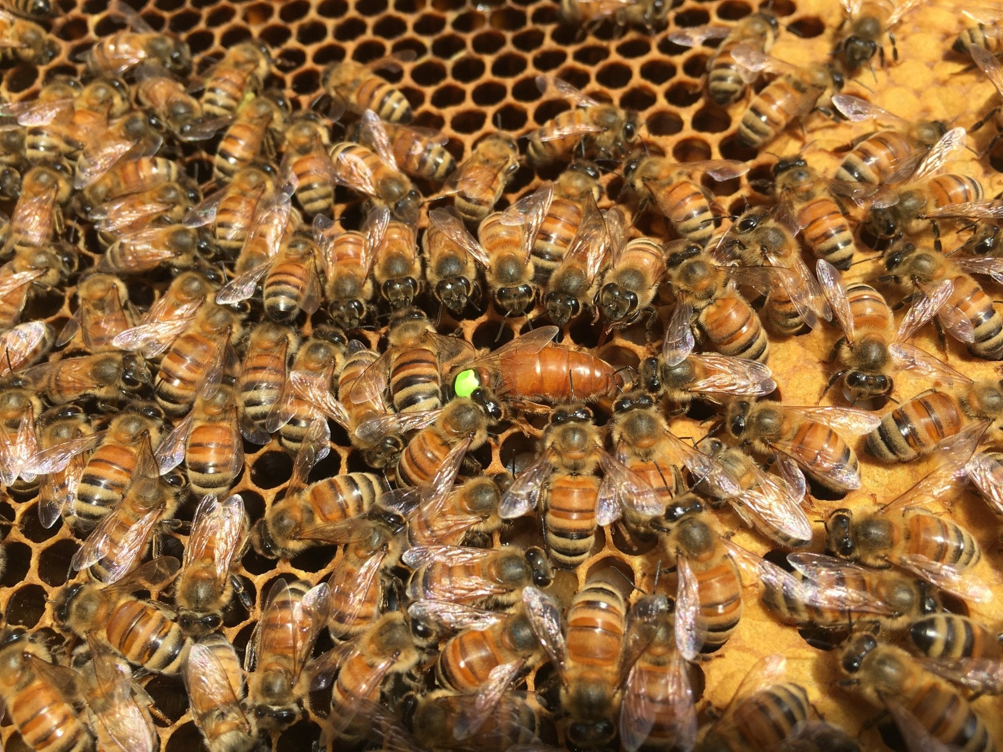 Italian Queen Honey Bee - Holy Cross Monastery