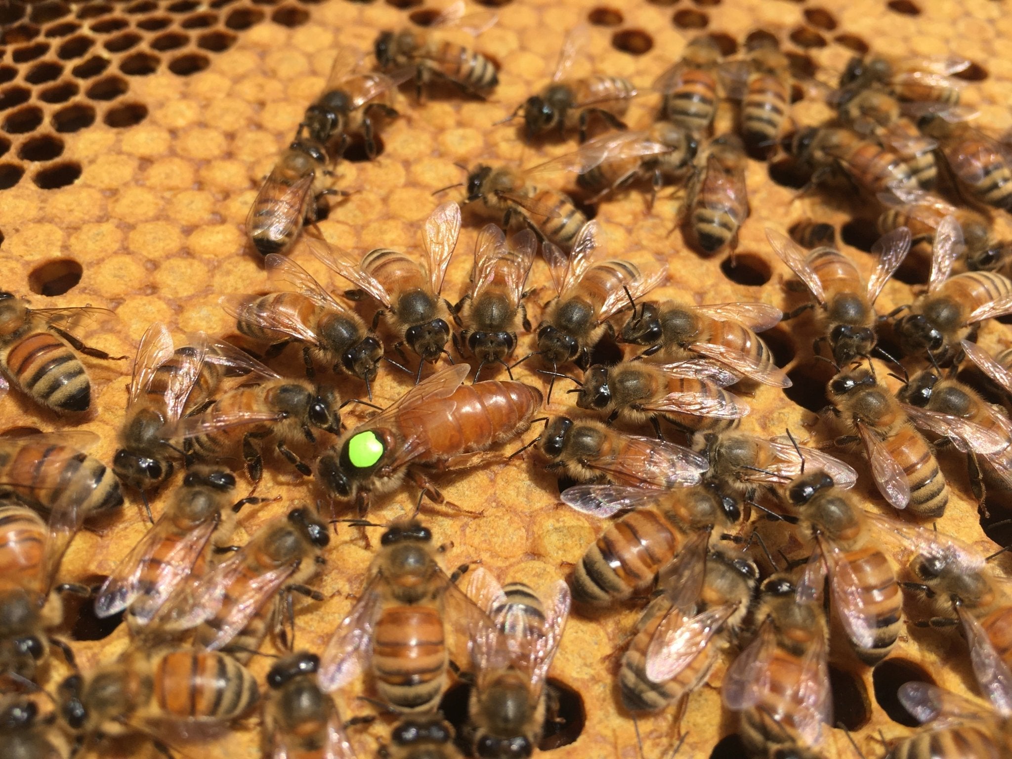 Italian Queen Honey Bee - Holy Cross Monastery