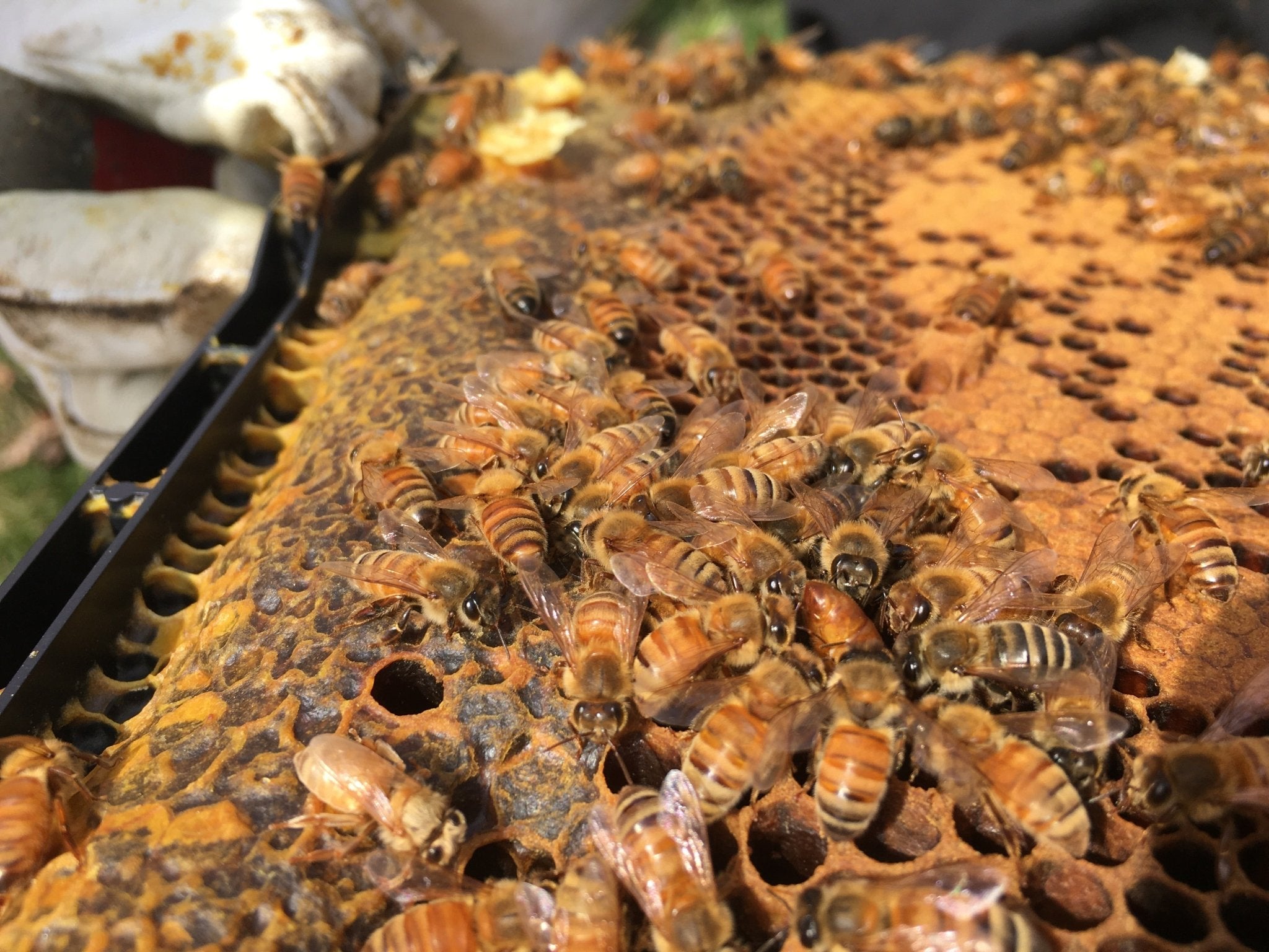 Italian Queen Honey Bee - Holy Cross Monastery