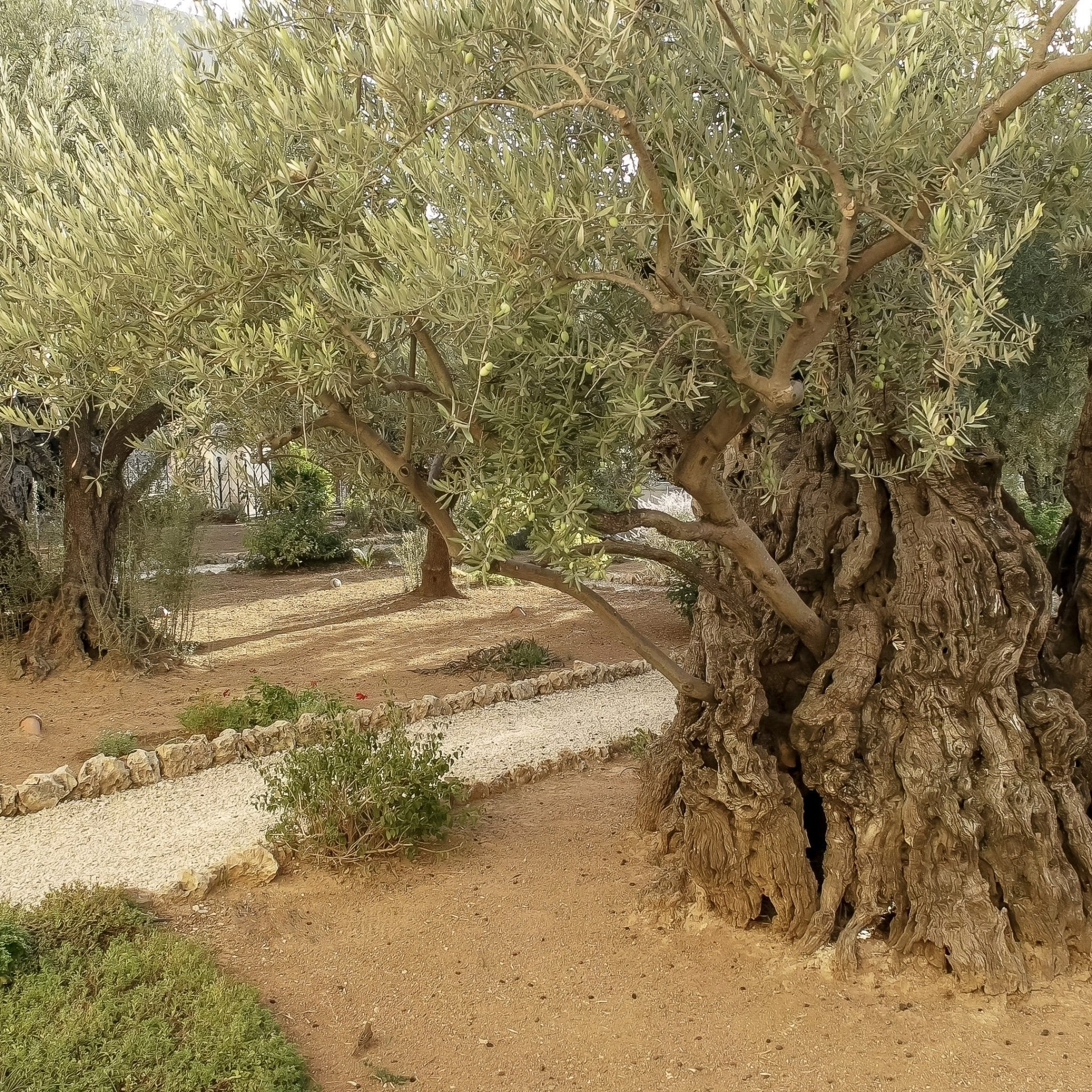 Mount of Olives Incense - Holy Cross Monastery