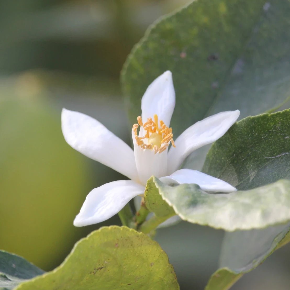 Orange Blossom Anointing Oil - Holy Cross Monastery