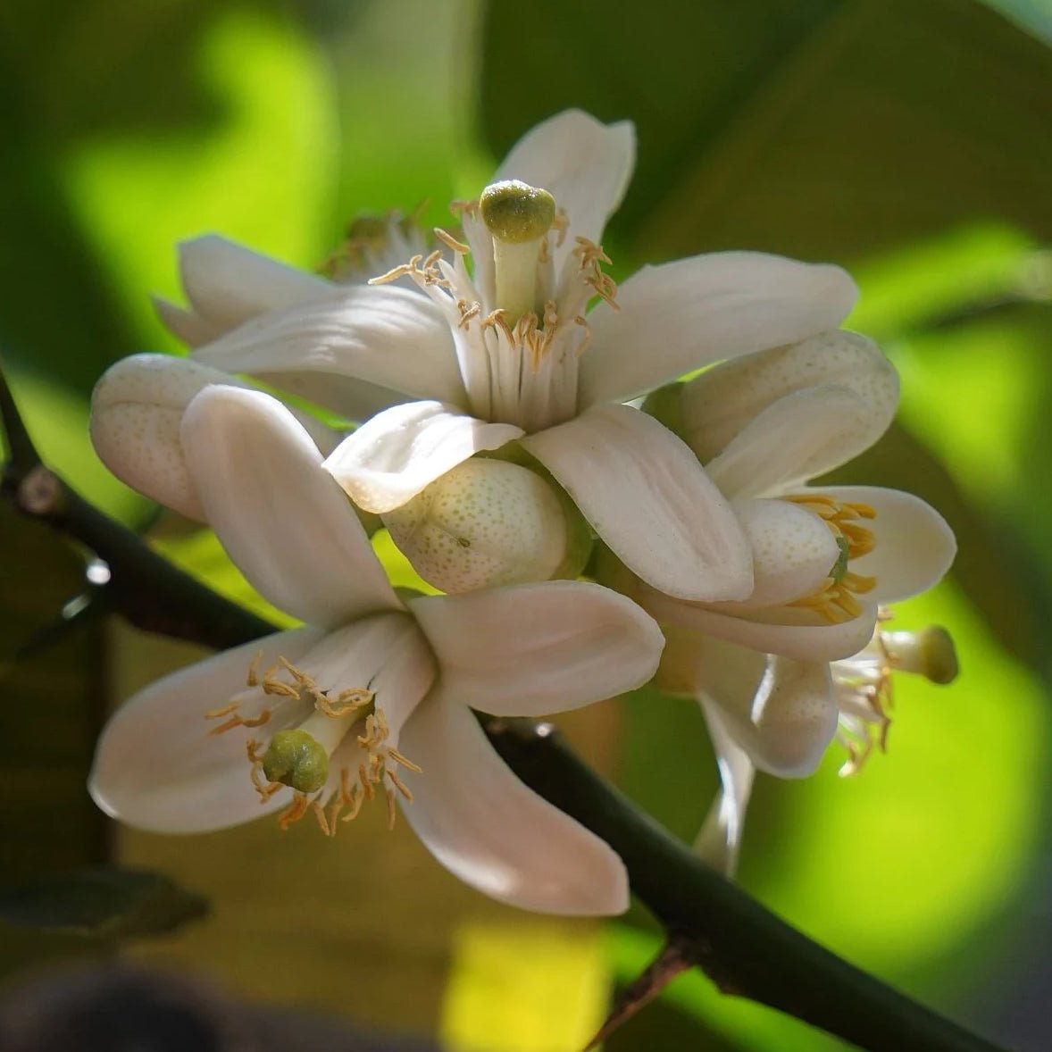 Orange Blossom Incense - Holy Cross Monastery