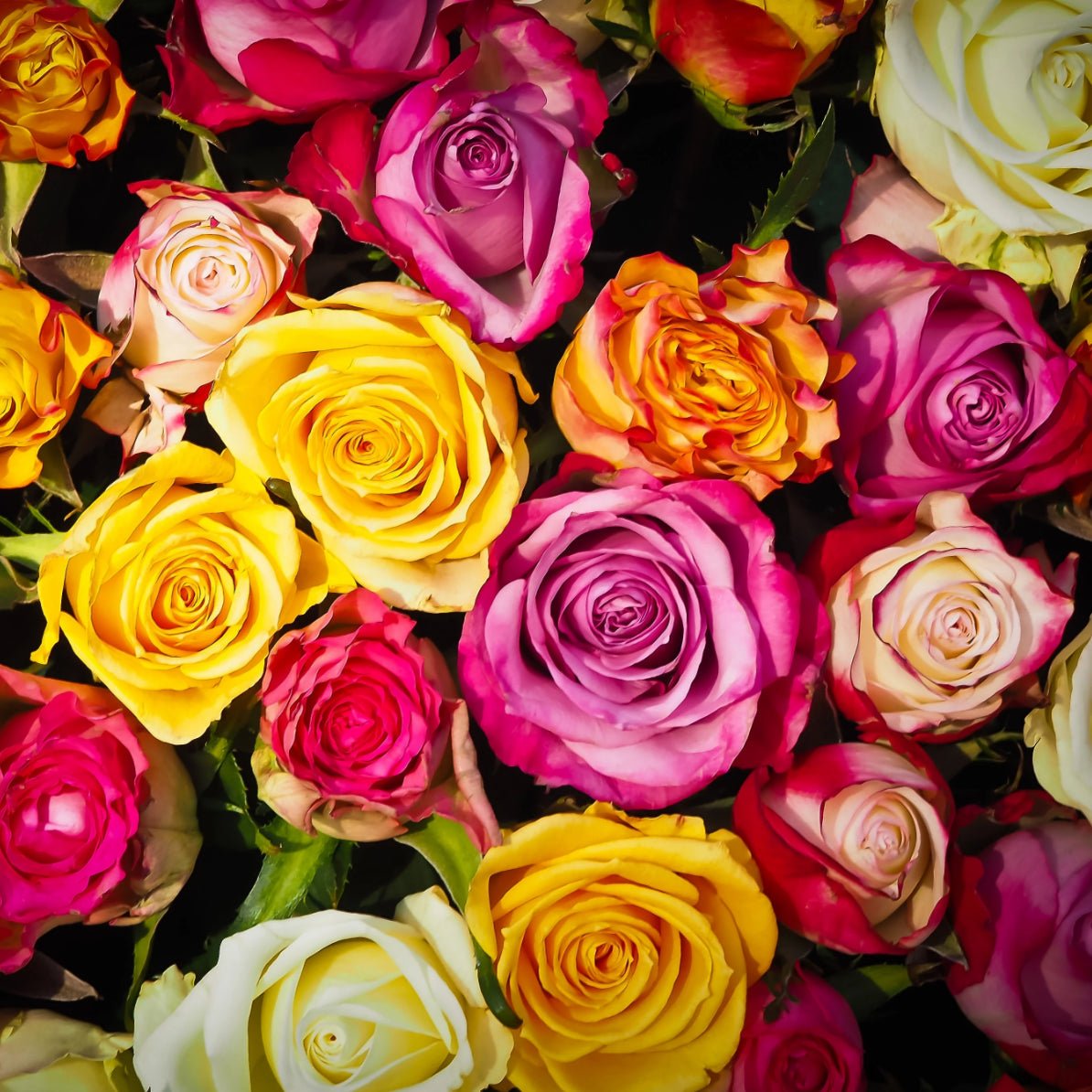 Rose Sampler - Holy Cross Monastery