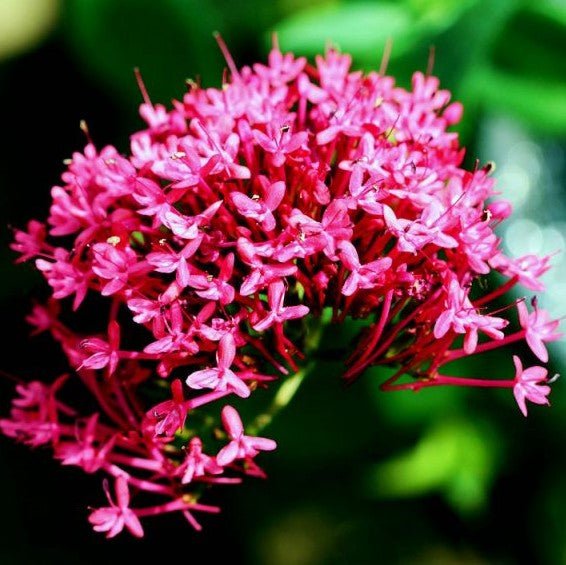 Spikenard Anointing Oil - Holy Cross Monastery