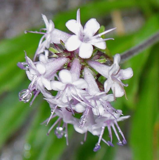 Spikenard Incense - Holy Cross Monastery