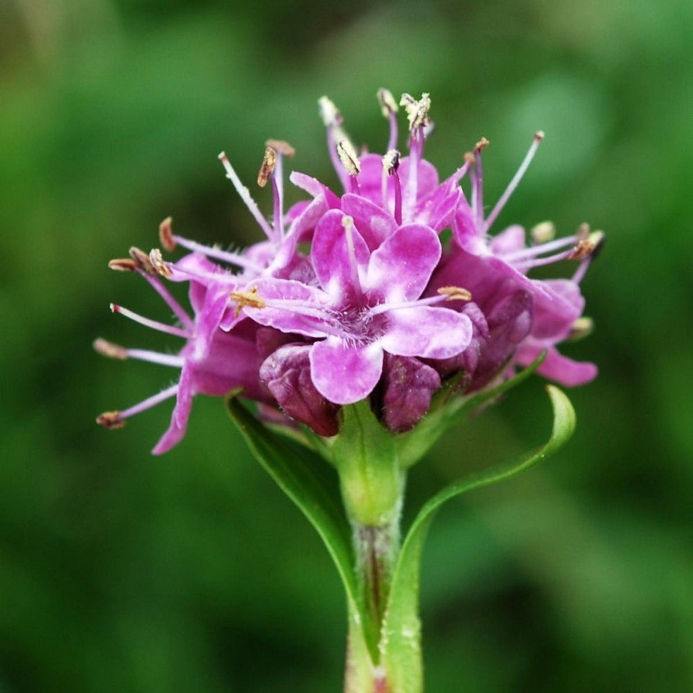 Spikenard Incense - Holy Cross Monastery
