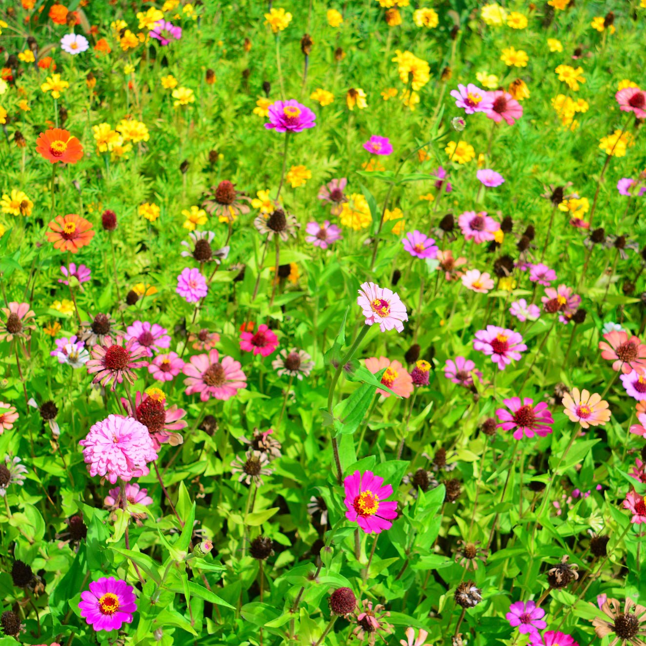 Wildflower Sampler - Holy Cross Monastery